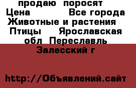 продаю  поросят  › Цена ­ 1 000 - Все города Животные и растения » Птицы   . Ярославская обл.,Переславль-Залесский г.